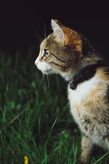 Photo of a tabby cat in the grass